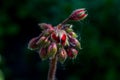 Beautiful amazing red geranium flower button in the garden