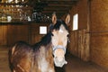 Beautiful amazing healthy brown chestnut horse at riding place indoors. Portrait of purebred young horse Royalty Free Stock Photo