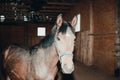 Beautiful amazing healthy brown chestnut horse at riding place indoors. Portrait of purebred young horse Royalty Free Stock Photo