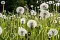 Beautiful amazing vibrant dandelion flowers in the field during summer time Royalty Free Stock Photo