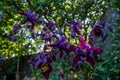 Beautiful amazing violet aquilegia flowers in the garden