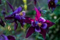 Beautiful amazing violet aquilegia flowers growing in the garden