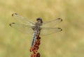 Amazing colorful silver dragonfly on green spring meadow