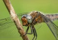 Amazing colorful silver dragonfly on green spring meadow