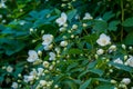 Beautiful amazing young white jasmine flowers on the bush in the garden