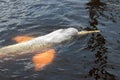 Amazon river dolphin or Boto Inia geoffrensis - Rio Negro, Amazon, Brazil, South America Royalty Free Stock Photo