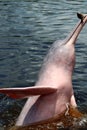 Amazon river dolphin or Boto Inia geoffrensis - Rio Negro, Amazon, Brazil, South America Royalty Free Stock Photo