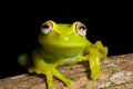 Beautiful amazon tree frog bright vivid colors Royalty Free Stock Photo