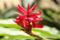 Beautiful amazonic growing red ginger