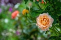 Beautiful amber-colored rose flowers in summer garden