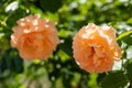 Beautiful amber-colored rose flowers in summer garden on green nature bokeh background