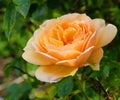 Beautiful amber-colored single rose flower in the garden close up.
