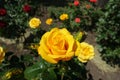 Beautiful amber yellow flower of rose