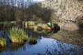 Beautiful ambience on a wild bog, See d'urbÃÂ©s, France Royalty Free Stock Photo