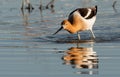 A Beautiful American Avocet in Foraging for Food in a Mudflat Royalty Free Stock Photo