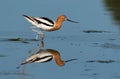 A Beautiful American Avocet and Reflection Royalty Free Stock Photo