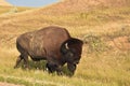 Beautiful American Bison Wandering Thorugh a Field