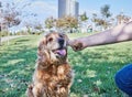 American Cocker Spaniel enjoying a leisurely walk in a green park with his owner Royalty Free Stock Photo