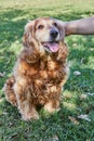 American Cocker Spaniel enjoying a leisurely walk in a green park with his owner Royalty Free Stock Photo