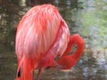 Flamingo preening in South Florida Royalty Free Stock Photo