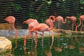 Beautiful American flamingos in captivity