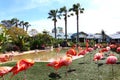 Beautiful American Flamingos in San Diego