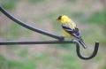 An American Goldfinch perching on the metal pole