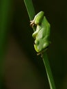 Beautiful American Green Tree Frog Royalty Free Stock Photo