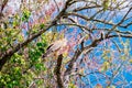 A beautiful American kestrel bird Royalty Free Stock Photo