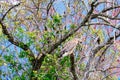 A beautiful American kestrel bird Royalty Free Stock Photo