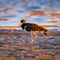 American Oystercatcher on a summer morning standing on the sandy shoreline Royalty Free Stock Photo