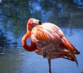 Beautiful American Pink Flamingo