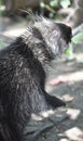 Beautiful american porcupine reaching for leaves to eat Royalty Free Stock Photo