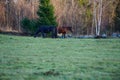 Beautiful American Quarter Horses in a meadow of a Swedish ranch on a spring afternoon in Skaraborg Sweden Royalty Free Stock Photo