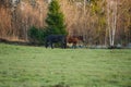 Beautiful American Quarter Horses in a meadow of a Swedish ranch on a spring afternoon in Skaraborg Sweden Royalty Free Stock Photo