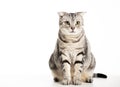 Beautiful American Shorthair cat Royalty Free Stock Photo