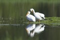 Beautiful American white pelicans by the water Royalty Free Stock Photo