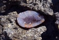 A beautiful amethyst geode lies on wet stones on the seashore. Crystals of purple semi-precious stones in the sun Royalty Free Stock Photo