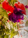 Purple, red, green, foliage, droplet-shaped buds, skirt inflorescence, fuchsia