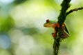 Beautiful amphibian in the night forest. Detail close-up of frog red eye, hidden in green vegetation. Red-eyed Tree Frog, Royalty Free Stock Photo