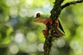 Beautiful amphibian in the night forest. Detail close-up of frog red eye, hidden in green vegetation. Red-eyed Tree Frog, Royalty Free Stock Photo