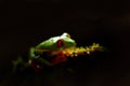 Beautiful amphibian in the night forest. Detail close-up of frog red eye, hidden in green vegetation. Red-eyed Tree Frog, Royalty Free Stock Photo