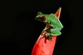 Beautiful amphibian in the night forest. Detail close-up of frog red eye, hidden in green vegetation. Red-eyed Tree Frog, Royalty Free Stock Photo