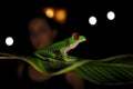 Beautiful amphibian in the night forest. Detail close-up of frog red eye, hidden in green vegetation. Red-eyed Tree Frog, Royalty Free Stock Photo