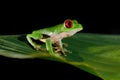 Beautiful amphibian in the night forest. Detail close-up of frog red eye, hidden in green vegetation. Red-eyed Tree Frog, Royalty Free Stock Photo