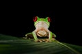 Beautiful amphibian in the night forest. Detail close-up of frog red eye, hidden in green vegetation. Red-eyed Tree Frog, Royalty Free Stock Photo