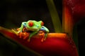 Beautiful amphibian in the night forest. Detail close-up of frog red eye, hidden in green vegetation. Red-eyed Tree Frog, Royalty Free Stock Photo