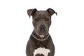 Beautiful amstaff dog with chain collar sitting on white background Royalty Free Stock Photo