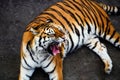 Beautiful Amur tiger Royalty Free Stock Photo