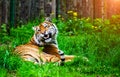Beautiful Amur tiger Royalty Free Stock Photo